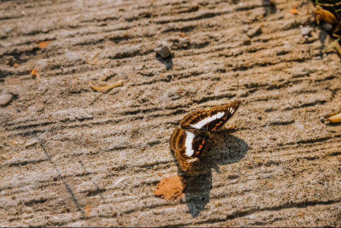 Bướm lang thang (Pareronia hippia)